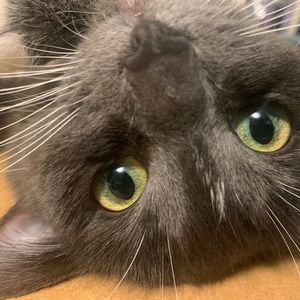 Meet your Posher, Noni